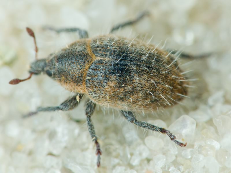 Lachnaeus crinitus (Boheman, 1836)